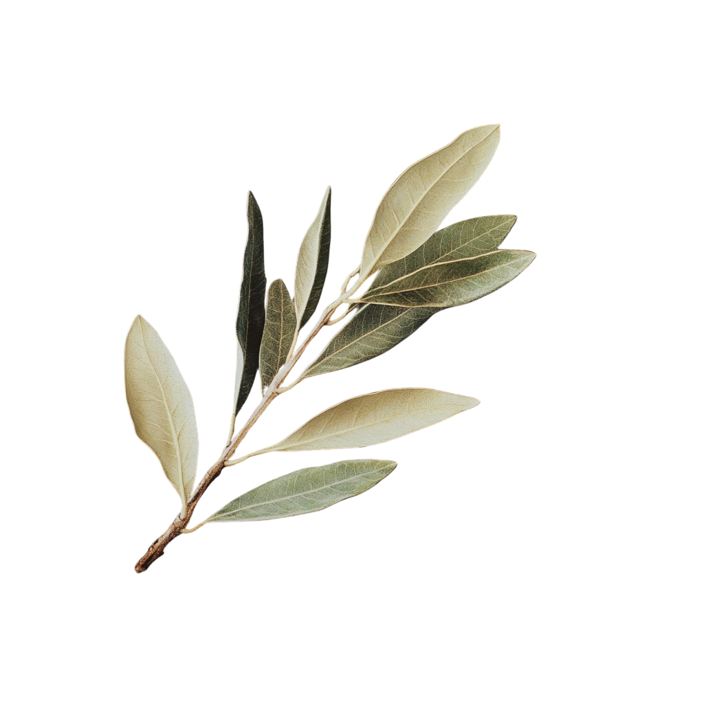 Olive Leaf Extract